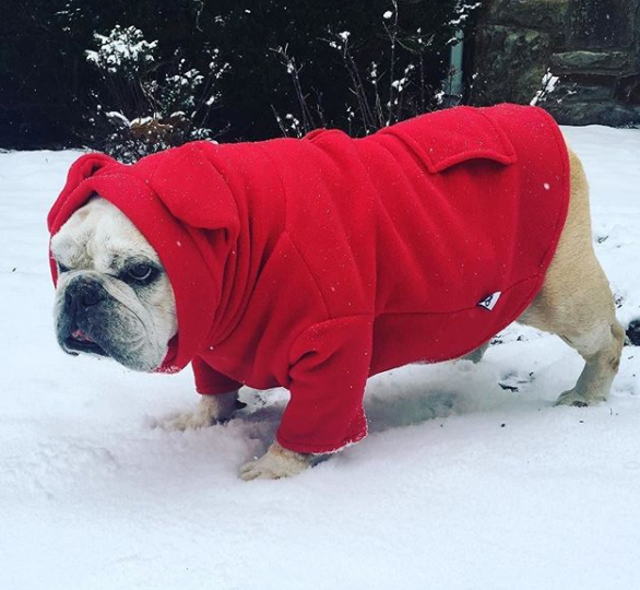 Hoodies for bulldogs on sale
