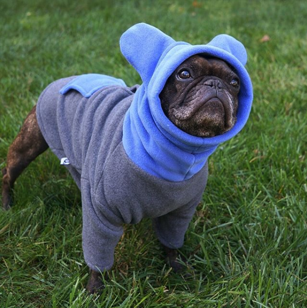 Hoodies sales for pugs