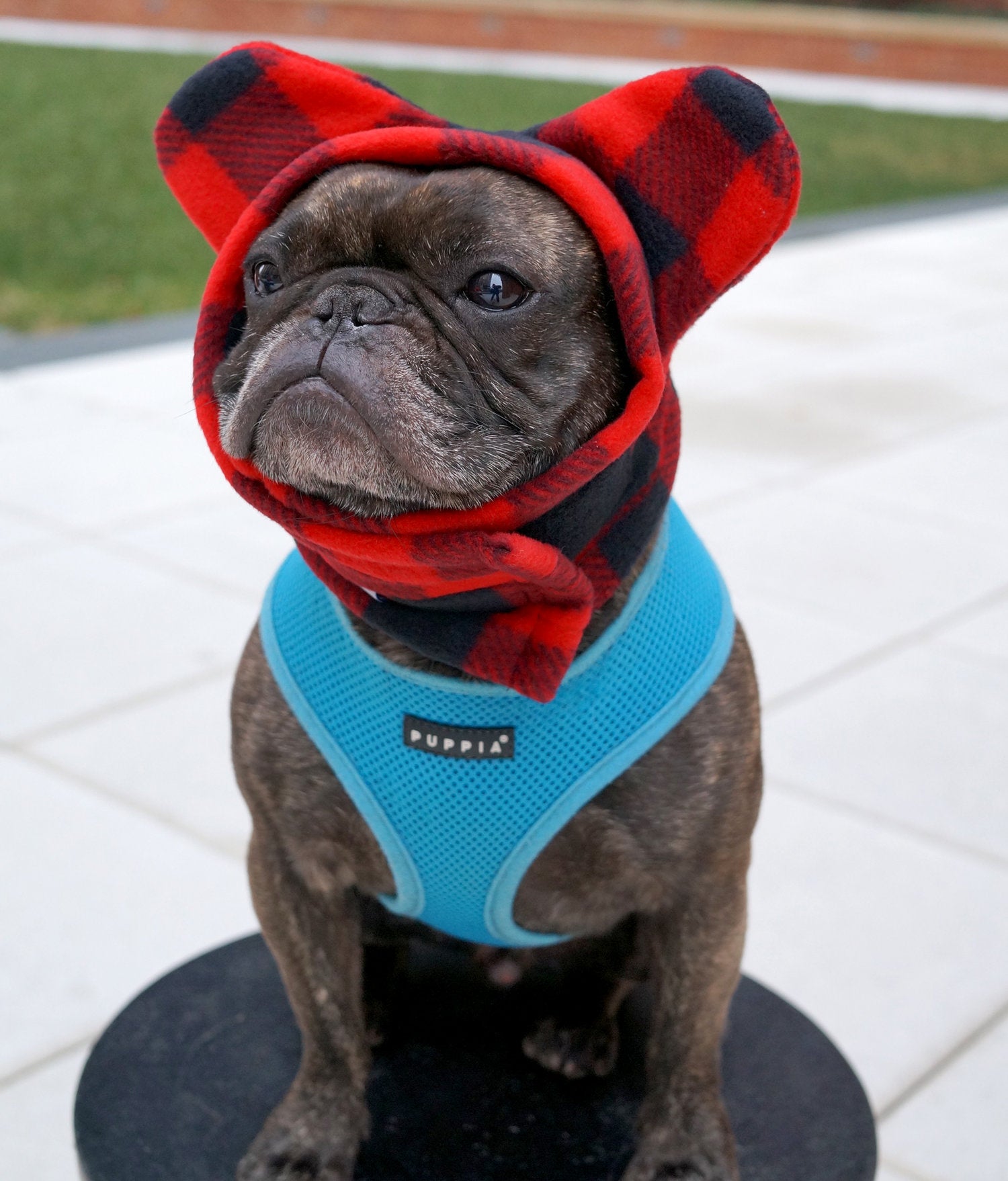 French bulldog hat with ears hot sale